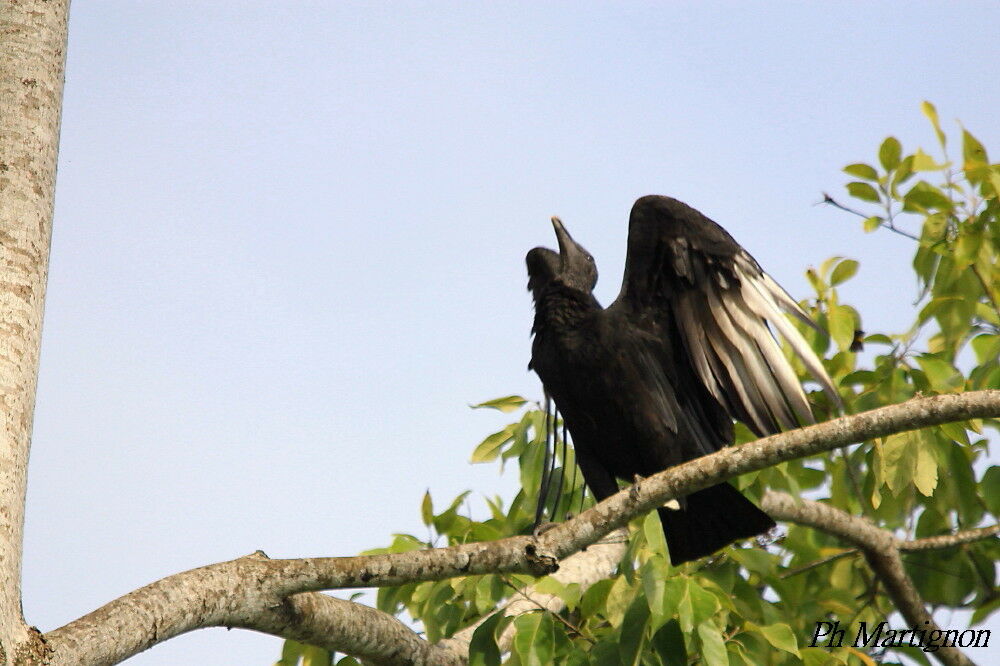 Black Vulture