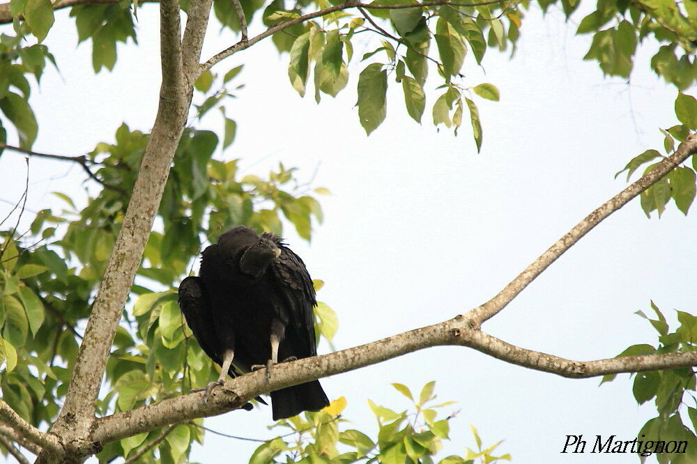 Black Vulture