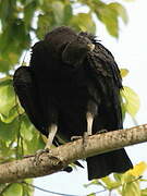 Black Vulture