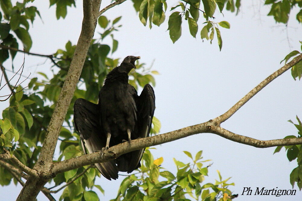 Black Vulture