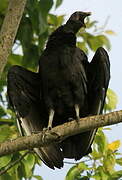 Black Vulture