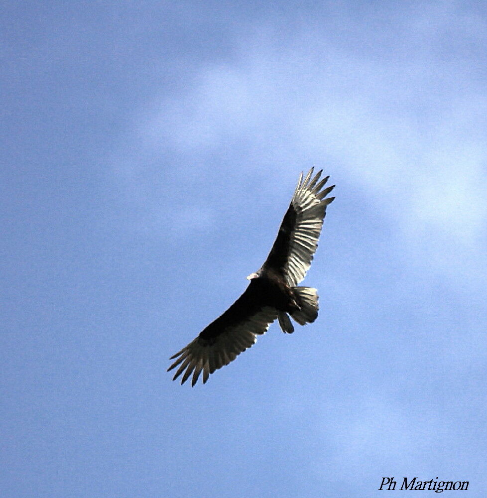 Black Vulture