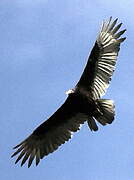 Black Vulture