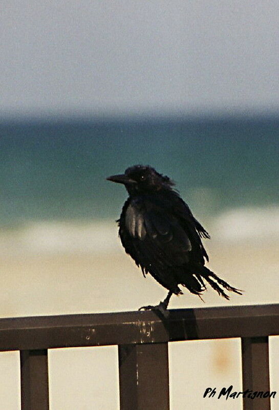 Shiny Cowbird, identification