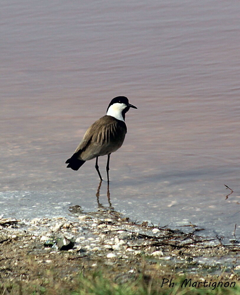 Vanneau éperonné, identification