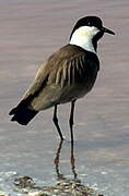 Spur-winged Lapwing