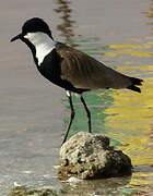 Spur-winged Lapwing