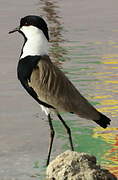 Spur-winged Lapwing