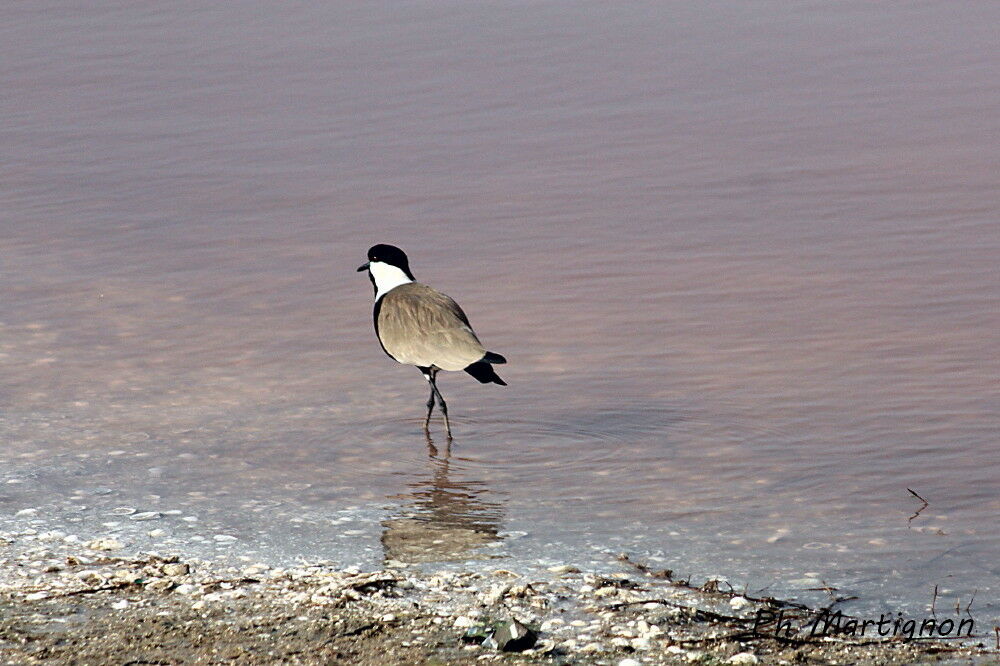 Spur-winged Lapwing, identification