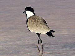 Spur-winged Lapwing