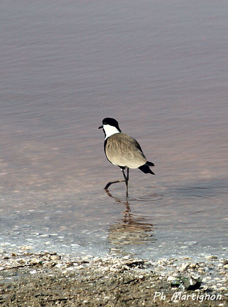 Spur-winged Lapwing, identification