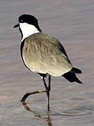 Spur-winged Lapwing