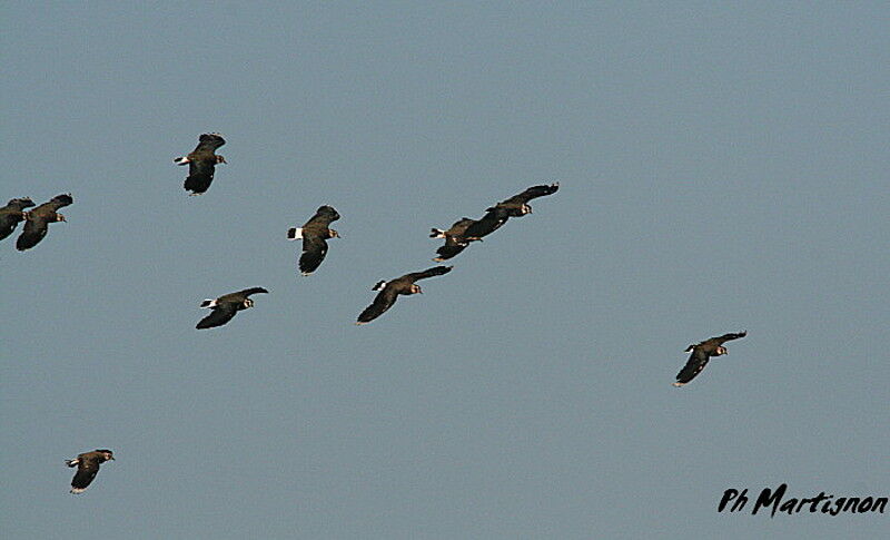 Northern Lapwing, Flight