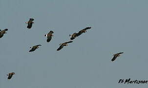 Northern Lapwing