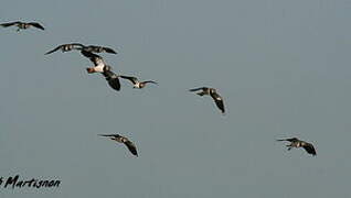 Northern Lapwing