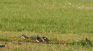 Northern Lapwing