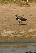 Northern Lapwing