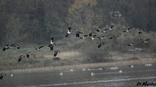 Northern Lapwing