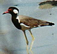 Red-wattled Lapwing