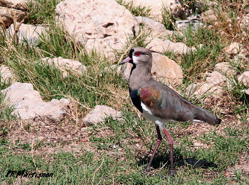 Southern Lapwing