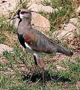 Southern Lapwing