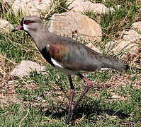 Southern Lapwing