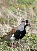 Southern Lapwing