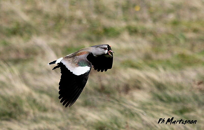 Southern Lapwing