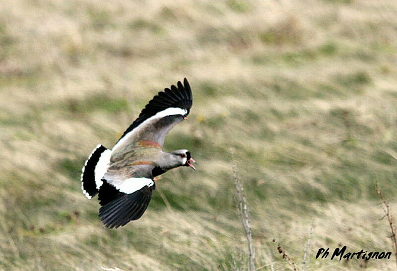 Southern Lapwing