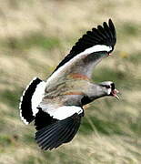 Southern Lapwing