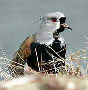 Southern Lapwing