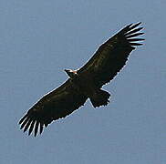 Griffon Vulture