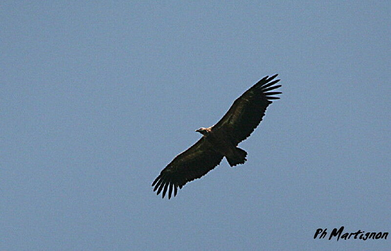 Vautour fauve