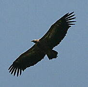 Griffon Vulture