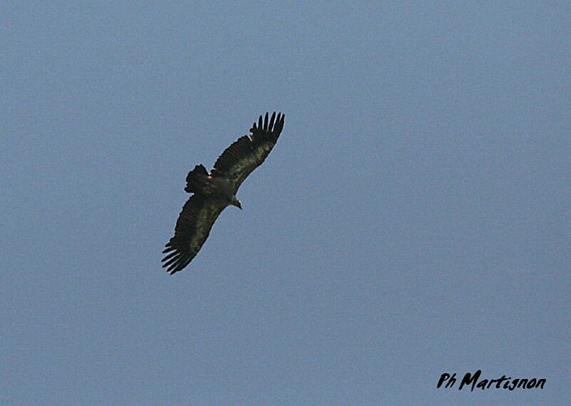 Griffon Vulture