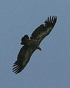 Griffon Vulture