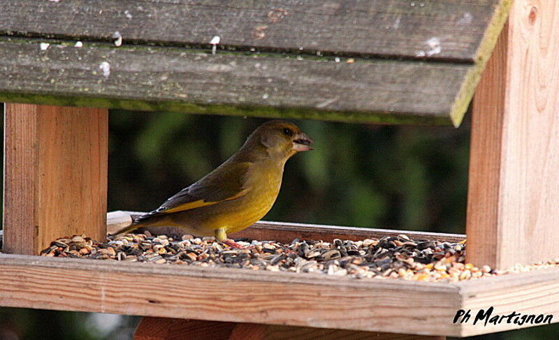 European Greenfinch male, identification, feeding habits