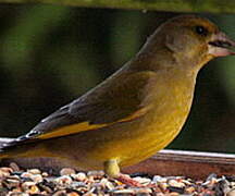 European Greenfinch