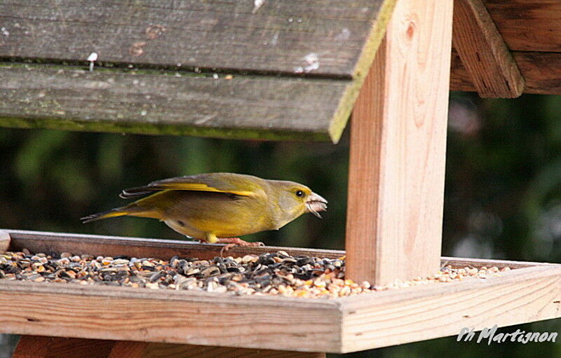 European Greenfinch male, identification, feeding habits