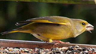 European Greenfinch