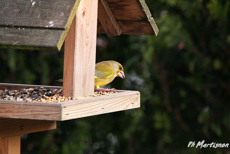 European Greenfinch male, identification, feeding habits