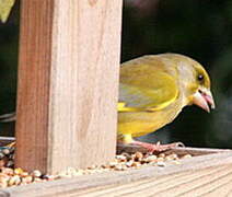 European Greenfinch