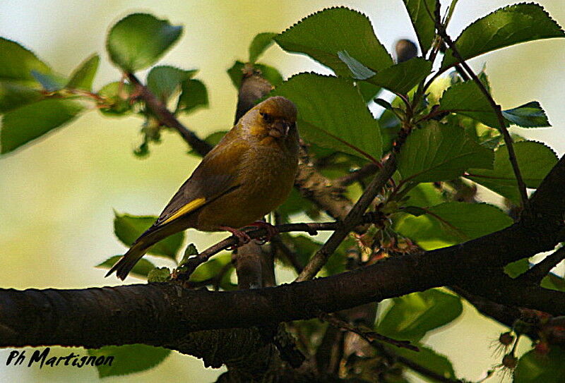 European Greenfinch male, identification