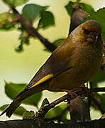 European Greenfinch