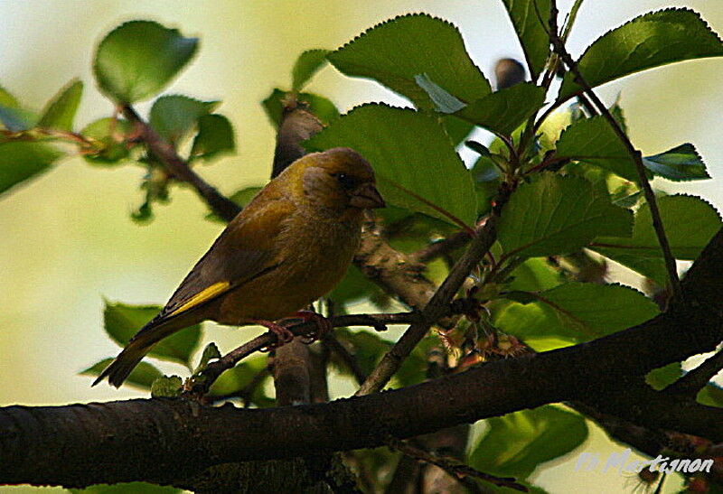 Verdier d'Europe mâle, identification