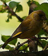 European Greenfinch