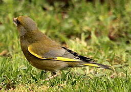 European Greenfinch