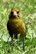 European Greenfinch