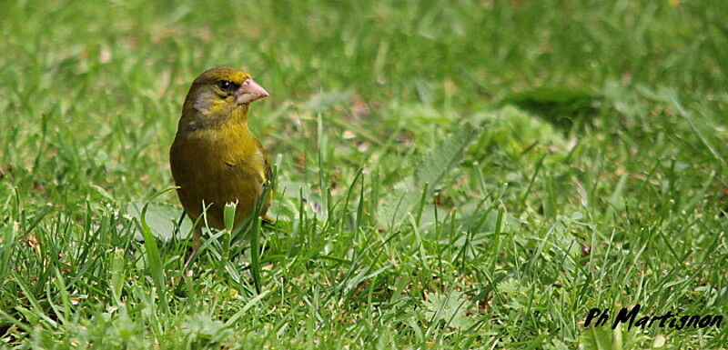 European Greenfinch