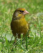 European Greenfinch